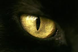 cat eye