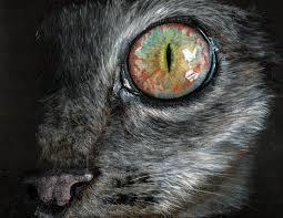 cats eye