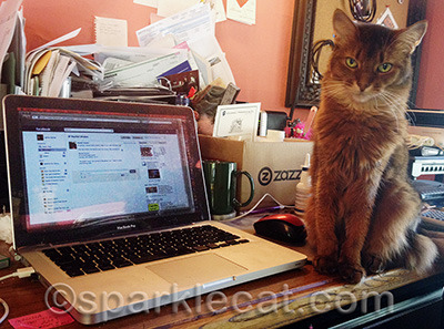 Never mind my human's messy desk