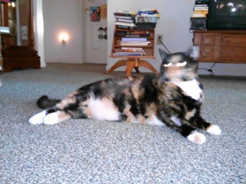Sweet Pie's laser pin-up