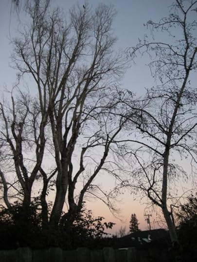 Winter morning in my back yard.