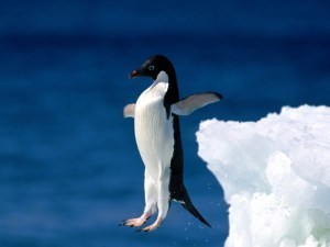 Leap