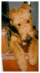 Maggie the Airedale puppy