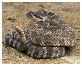 Malibu rattler