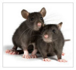Norway rats