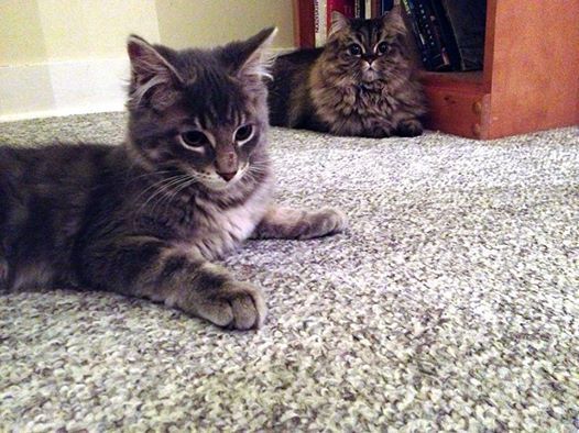 Persian and kitten at play