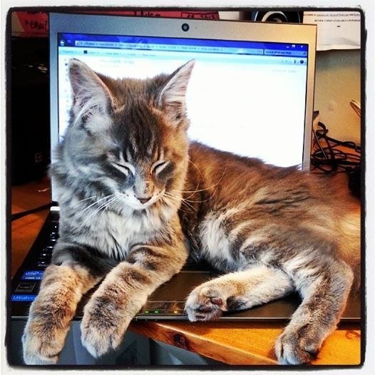 River resting on the keyboard
