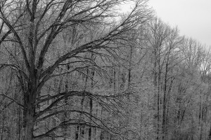 Winter-treesmall-REV