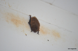 bat shit crazy