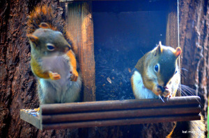 Hey! He has more seeds than I do! BASTARD!