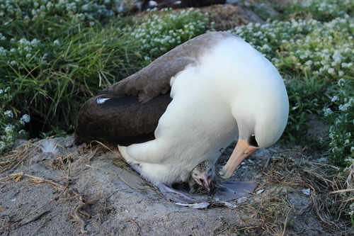Wisdom and her chick on Midway Atoll NWR. Photo credit: Ann Bell/USFWS