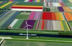 The Netherlands' tulip farms
