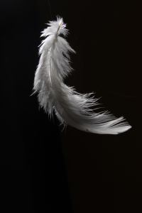 Light as a feather ... stiff as a board. Heh heh heh. (Image by Hariadhi)