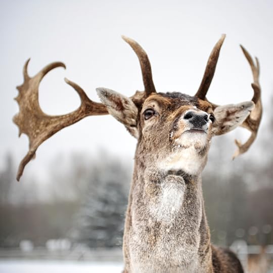 Gailey Buck in winter