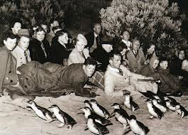 Penguin Parade 1