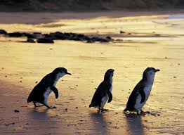 Penguin Parade 4