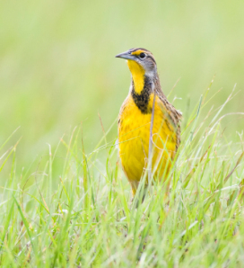 Meadowlark, Eastern Meadowlark