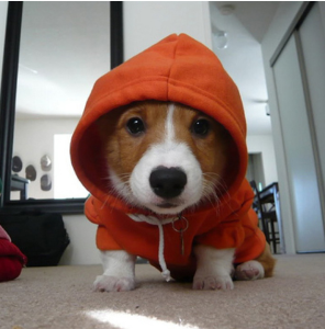 corgi pup in hoodie