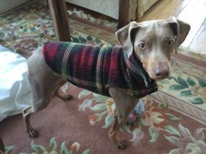 Ralphie - always stylin'