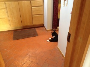 waiting for mouse