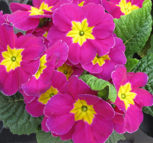 Primulas