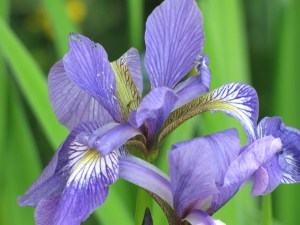 Irises