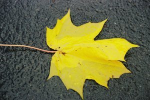 Lonely Leaf