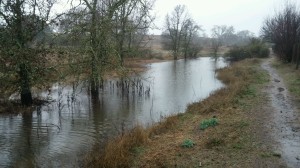 Seasonal Wetlands Are Back!