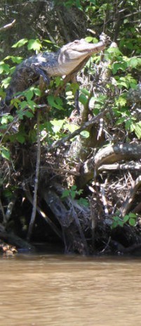treetop alligator