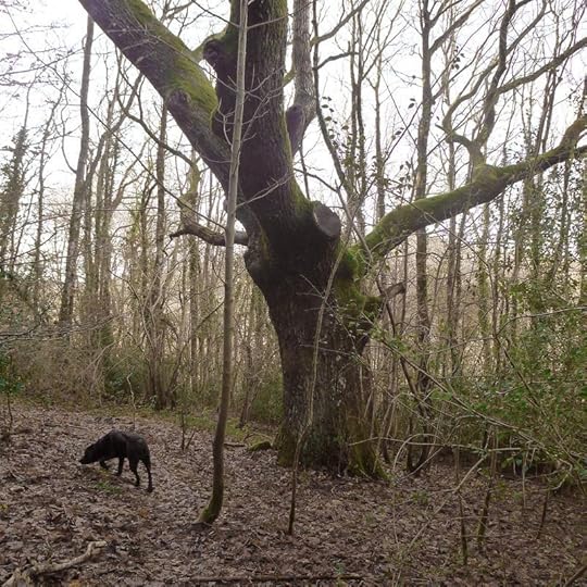 Rain day in Nattadon woods