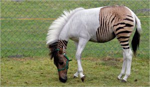 zorse