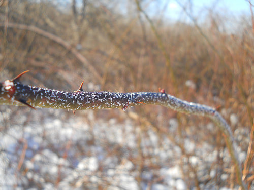 rime on rose
