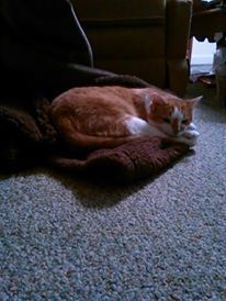 Ozzie at rest