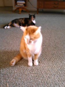 Oz and SP