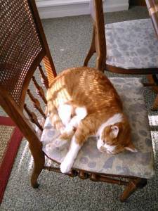 snoozing ozzie