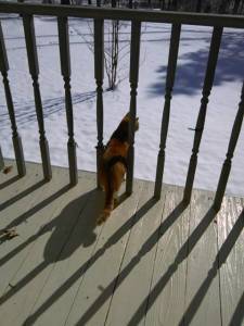 oz on lookout