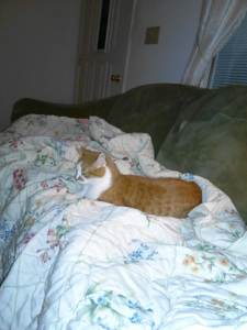 oz on blanket