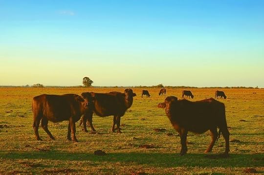 Landscape with ungulates