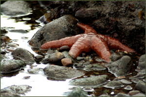 Starfish