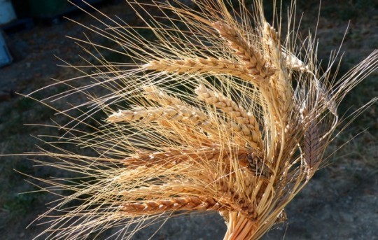 wheat bunch