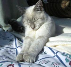 kitty pavel
