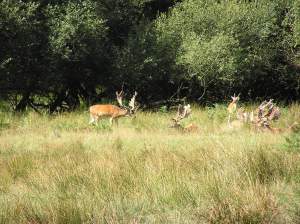 Fallow Deer resting in the New Forest