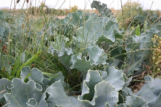 Wild, protected sea kale, enjoying the summer sun in Dungeness