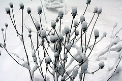 Backyard Blizzard 2010a