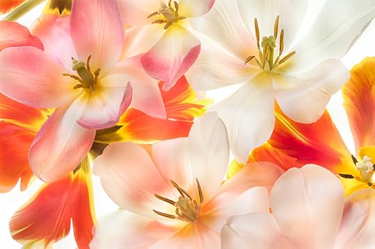 Tulips 2 © Harold Davis