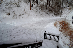 snow storm 2014 cove walk and shovel 026