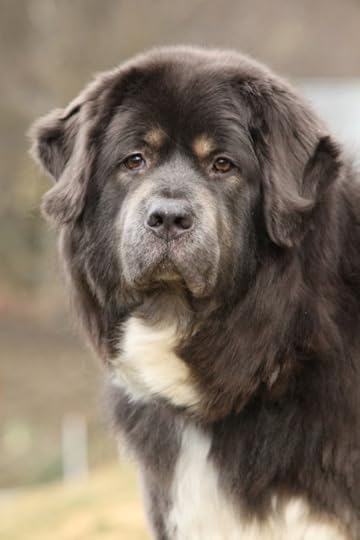 Tibetan mastiff
