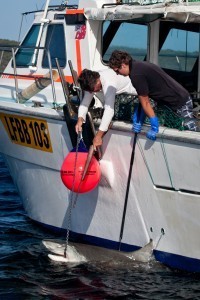 hooked tiger