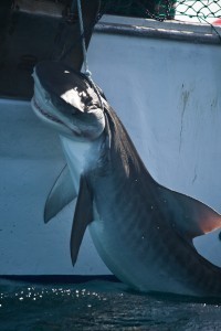 hooked tiger 3