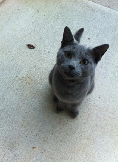 Little Boy Blue